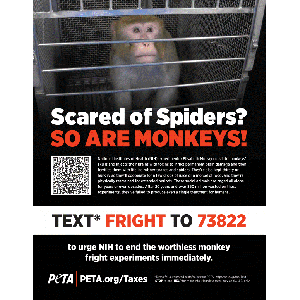 Free Monkey Terror Experiment Flyers