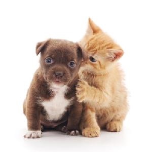 FREE Puppy and Kitten Starter Kits