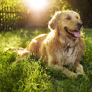 Free CBD Pet Tincture & Dog Treat Samples