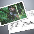 Freebie Image