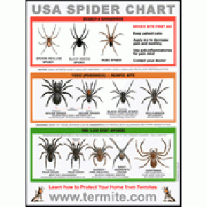 Free USA Spider Identification Chart